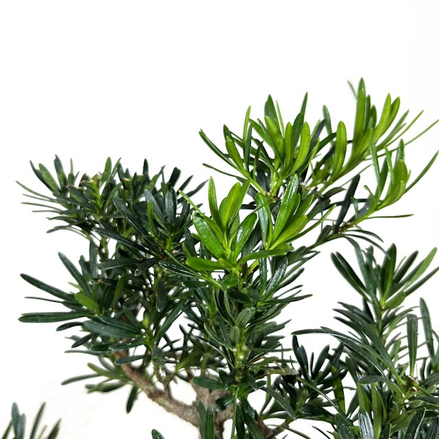 Podocarpus