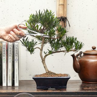 Bonsai Podocarpo
