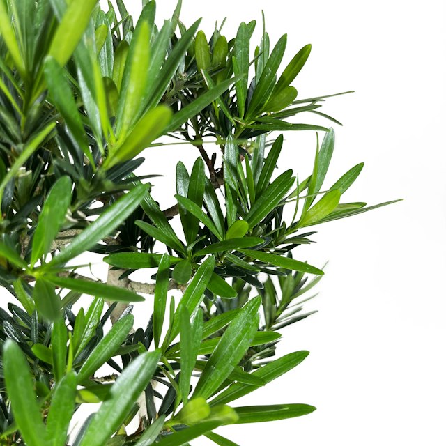 Bonsai Podocarpo