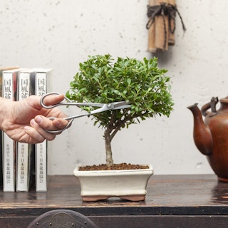 Ilex Bonsai