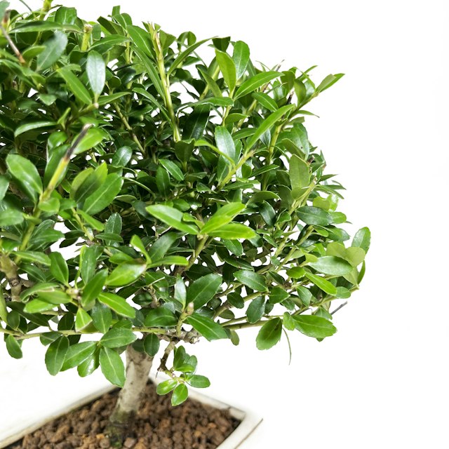 Ilex Bonsai