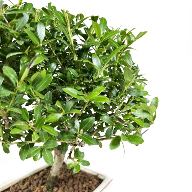 Ilex Bonsai