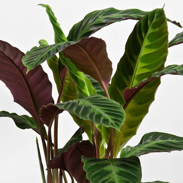 Maranta