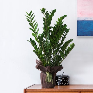 Zamioculcas