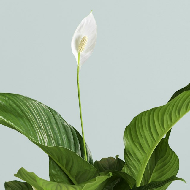 Spathiphyllum