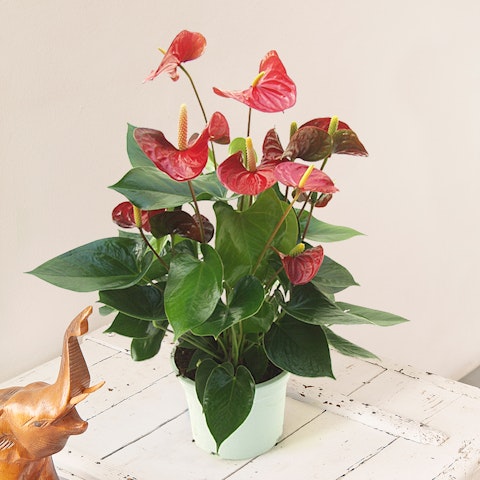 Quando regalare l’anthurium?