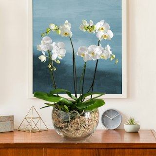 Doppia Orchidea Bianca