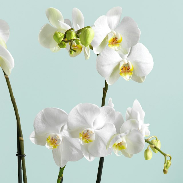 Doppia Orchidea Bianca