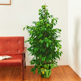 Ficus Benjamin