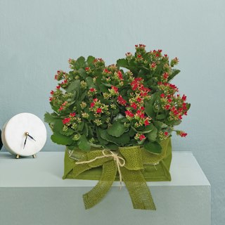 Kalanchoe