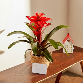 Guzmania Rossa