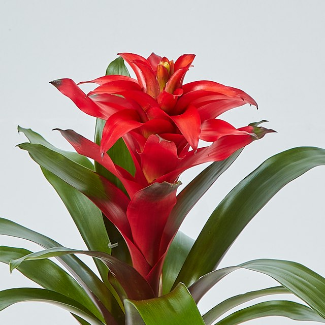 Guzmania Rossa