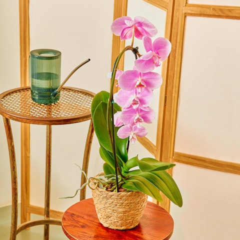 Orchidee