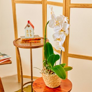 Orchidea Phalaenopsis Bianca