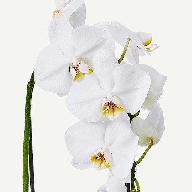 Orchidea Phalaenopsis Bianca