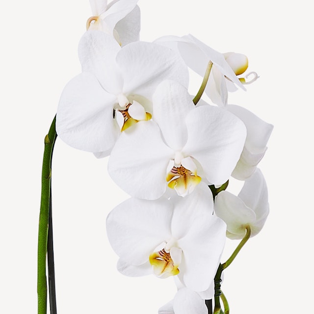 Orchidea Phalaenopsis Bianca