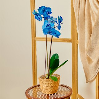 Orchidea Blu