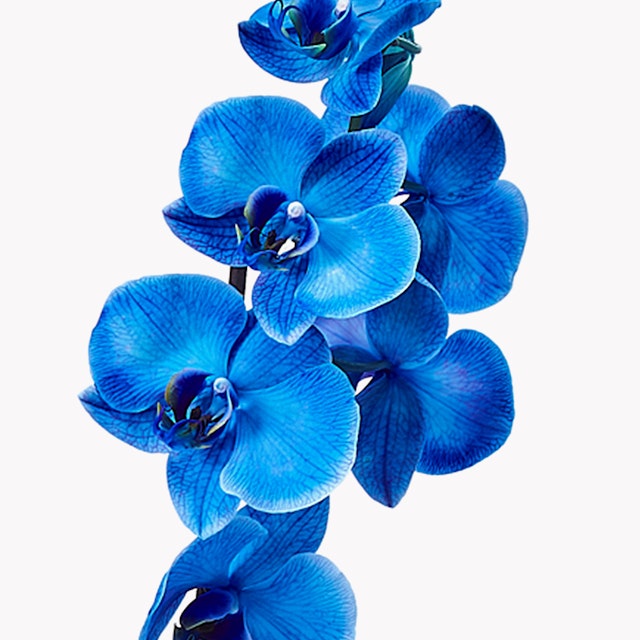 Orchidea Blu