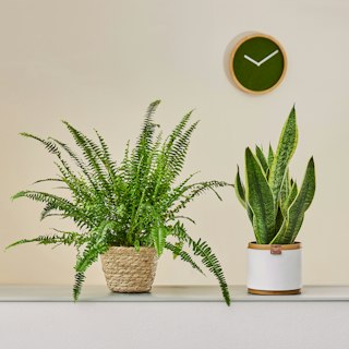Sansevieria e Felce di Boston