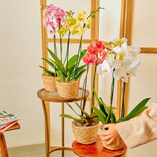 Kit 4 Orchidee Phalaenopsis