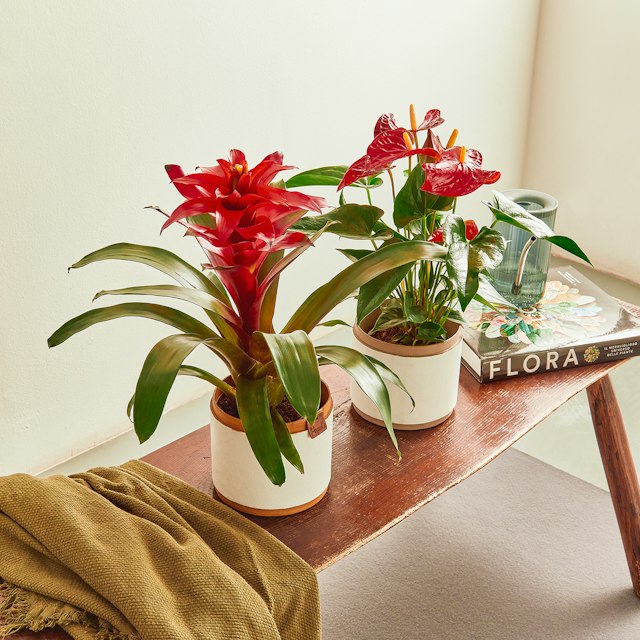 Guzmania Rossa e Anthurium Rosso
