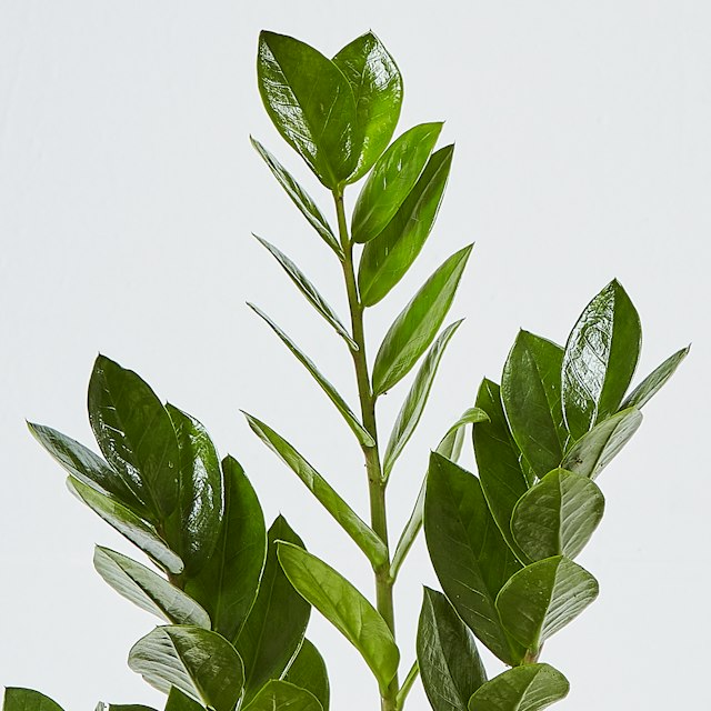 Zamioculcas Piccola