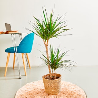Dracena Marginata