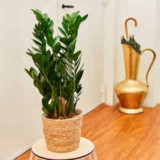 Zamioculcas Grande