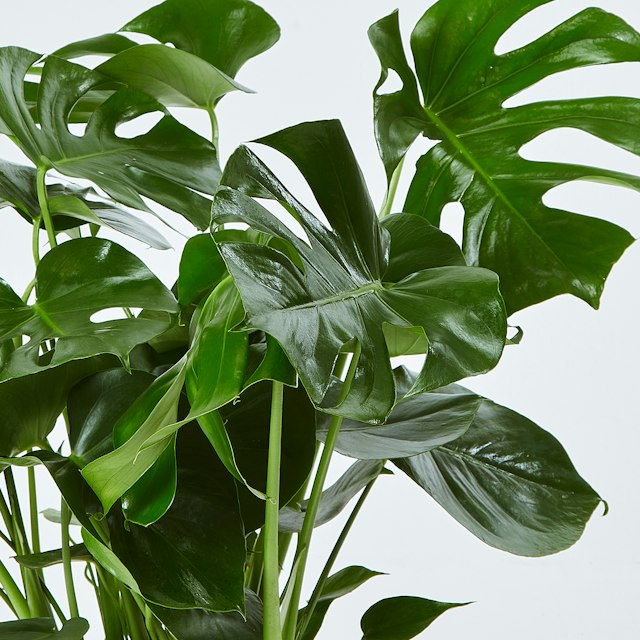 Monstera Deliciosa - Filodendro