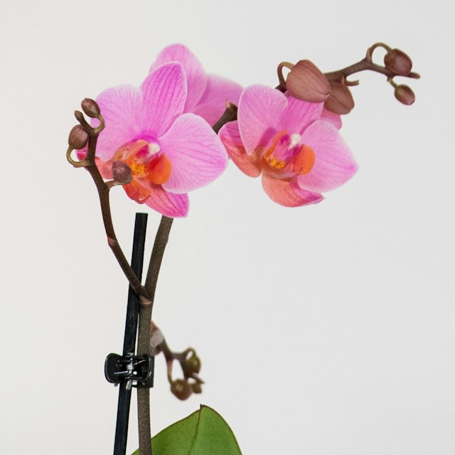 Orchidea Multiflora Rosa