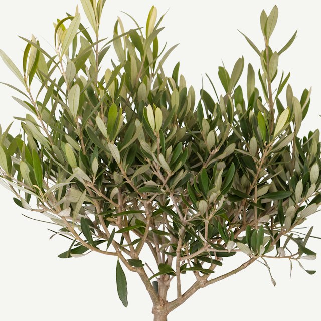 Pianta di Olivo