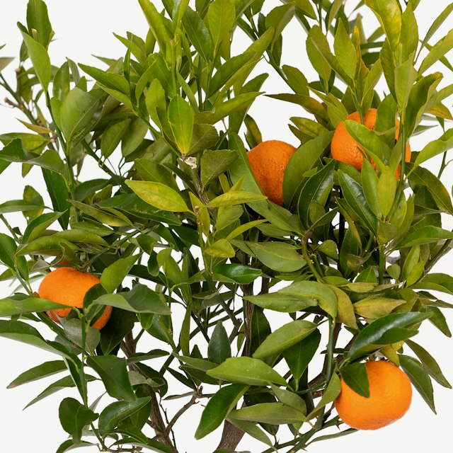 Pianta di Mandarino