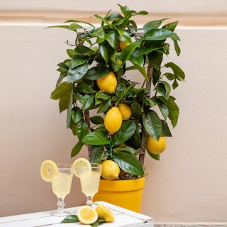 Pianta di Limone a Spalliera