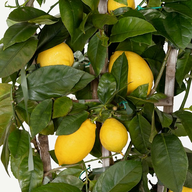 Pianta di Limone a Spalliera