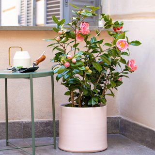 Pianta di Camelia