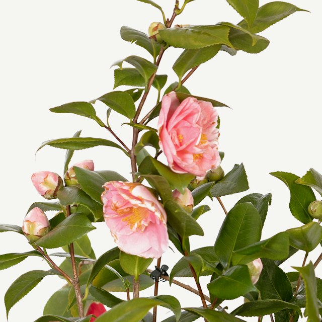 Pianta di Camelia