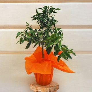 Pianta di Mandarancio