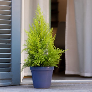 Cipresso Goldcrest