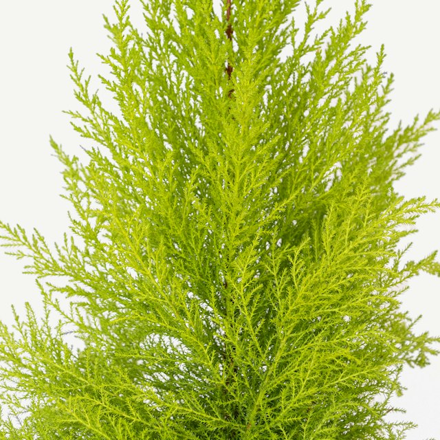 Cipresso Goldcrest