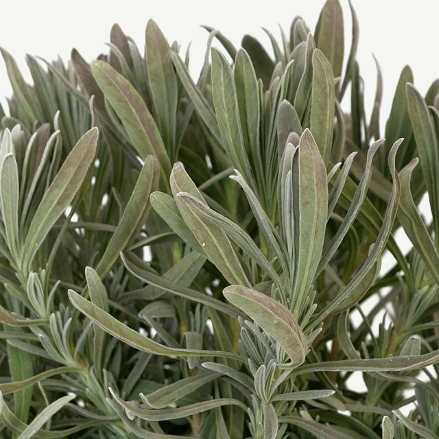 Pianta di Lavanda