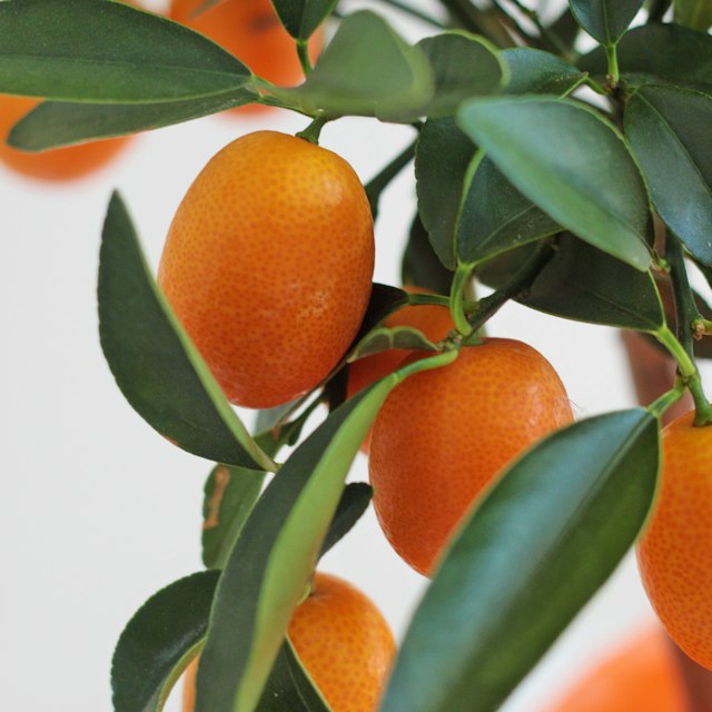 Calamondino Piccolo