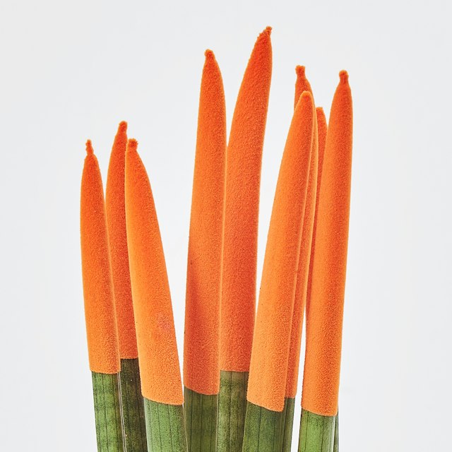 Sansevieria Cylindrica Velvet Arancione