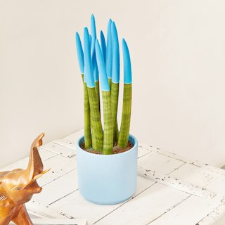 Sansevieria Cylindrica Velvet Azzurra