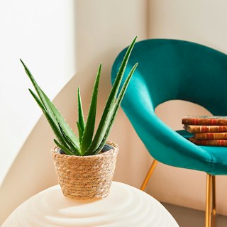 Aloe Vera Piccola