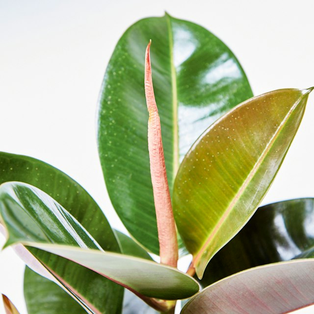 Ficus Elastica