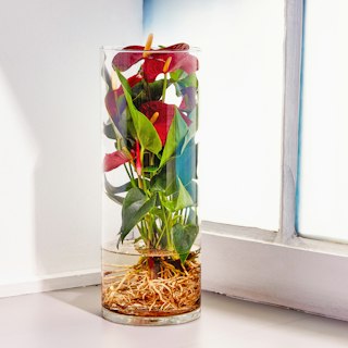 Anthurium Idroponico
