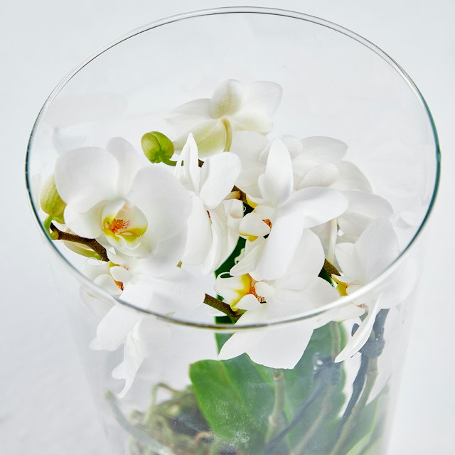 Orchidea Idroponica