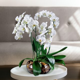 Orchidea Bianca 4 Rami