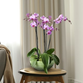 Orchidea Rosa 4 Rami