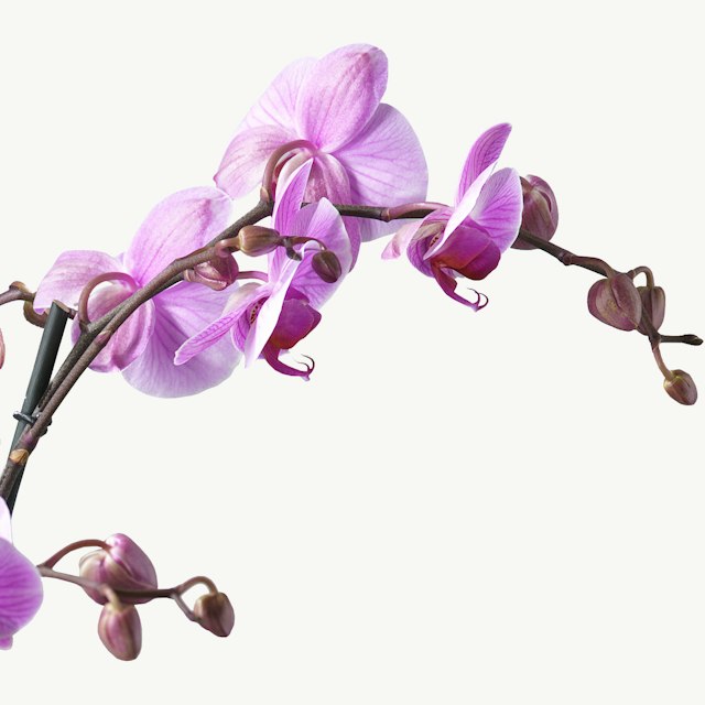 Orchidea Rosa 4 Rami